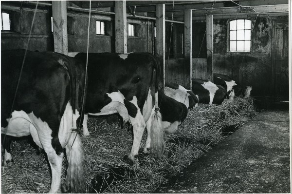 steeg Flash Sicilië Foto in zwart-wit van koeien in een Friese stal door J.D. de Jong, 1963 -  Museum.frl