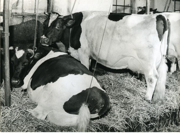 sessie Overstijgen handelaar Foto van koeien in een Friese stal door J.D. de Jong, 1968 - Museum.frl